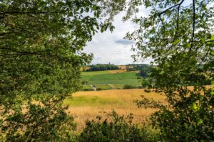 Rolling fields in summer